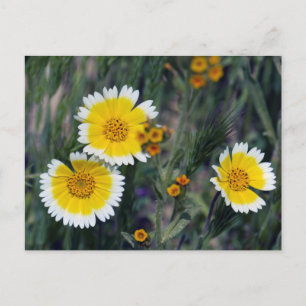 Carte Postale Carrizo Plain Fleurs sauvages