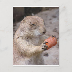 Carte Postale Carrot