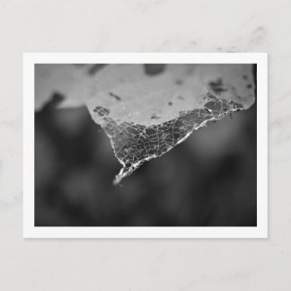 Carte Postale Cartão Postal - Folha teia (Nº1)
