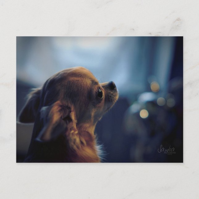 Carte Postale Carte, chien chihuahua (Devant)