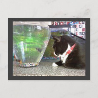 Carte Postale "Carte postale de chat de pêche"