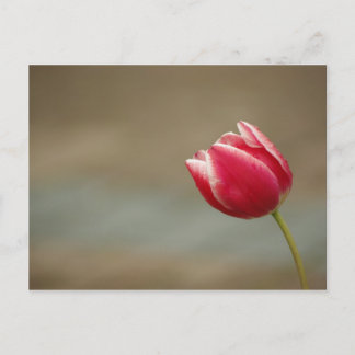 Carte Postale Carte_Tulip