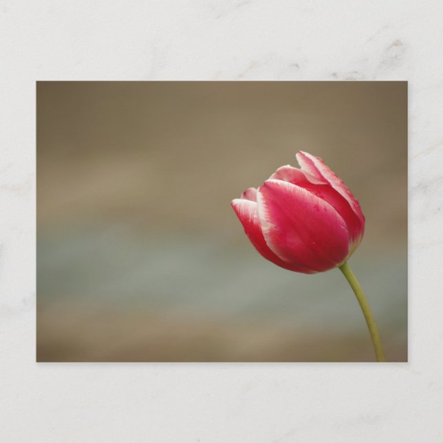 Carte Postale Carte_Tulip (Devant)