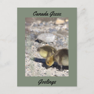 Carte Postale Carton de bébés oies du Canada