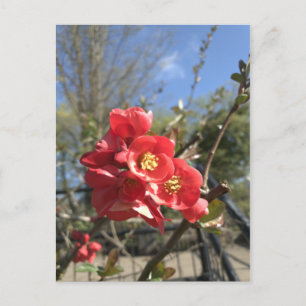 Carte Postale Carton de Japonais Cognassier dans le parc