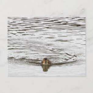 Carte Postale Carton de photo de caneton