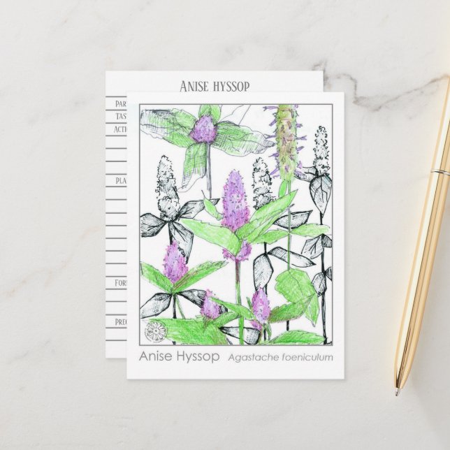 Carte Postale Carton d'étude de l'herboristerie de la matière mé (Devant/Arrière en situation)