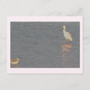 Carte Postale Carton d'expédition d'oiseau Spatule rosée