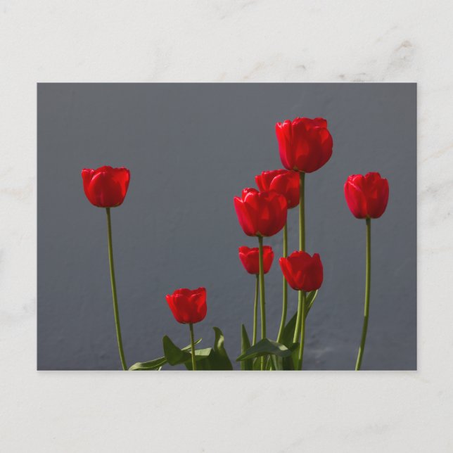Carte Postale Carulmare Red Tulips CC0032 (Devant)