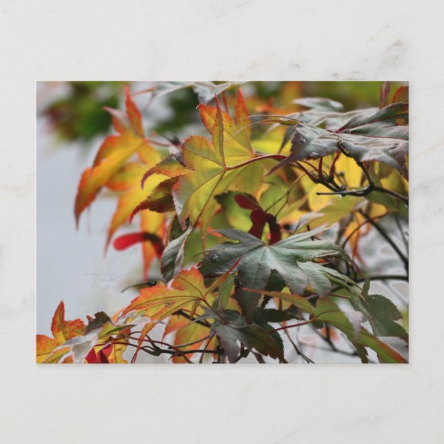 Carte Postale cas (Devant)