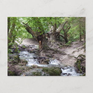 Carte Postale cascade