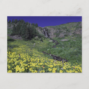Carte Postale Cascade et fleurs sauvages dans la prairie alpine,