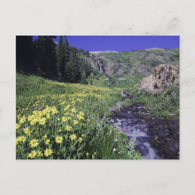 Carte Postale Cascade et fleurs sauvages dans un pré alpin, 2 (Devant)