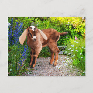 Carte postale "Casey"