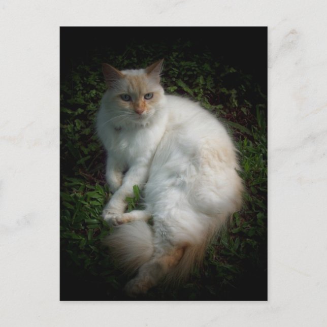Carte Postale Caspar le chat (Devant)