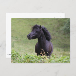 Carte Postale Casque de Bob Langrish Black Shetland Pony Stallio