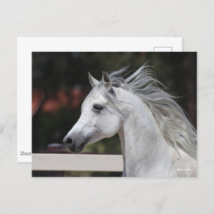 Carte Postale Casque de Stallion arabe gris Mane Flower