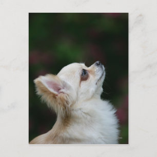 Carte Postale Casque long Haired Chihuahua 2