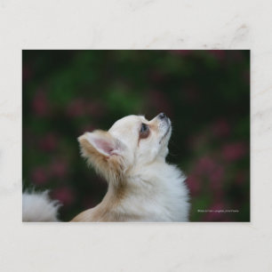 Carte Postale Casque long Haired Chihuahua 2