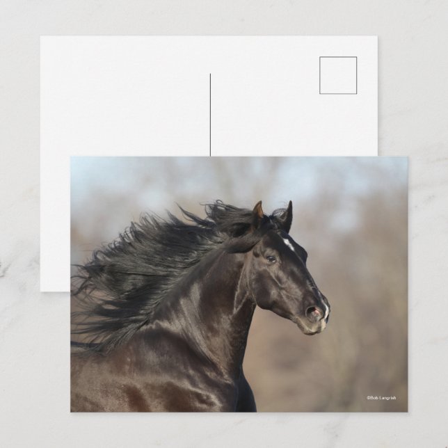 Carte Postale Casque noir andalou Flow Mane (Devant / Derrière)