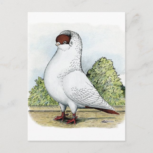 Carte Postale Casque : Pigeon rouge (Devant)