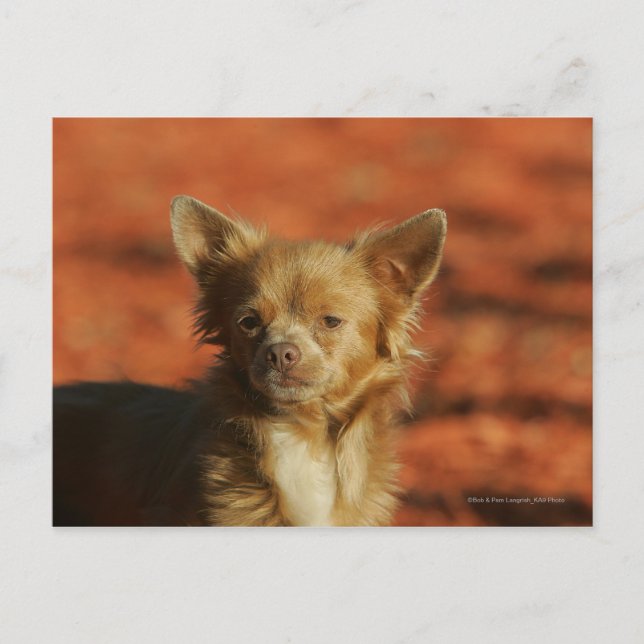 Carte Postale Casquette Chihuahua Puppy (Devant)
