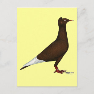 Carte Postale Casquette de vol Pigeon
