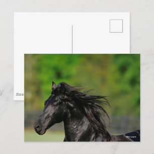 Carte Postale Casquette noire de l'étalon de cheval friésien