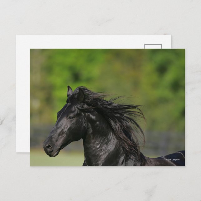 Carte Postale Casquette noire de l'étalon de cheval friésien (Devant / Derrière)