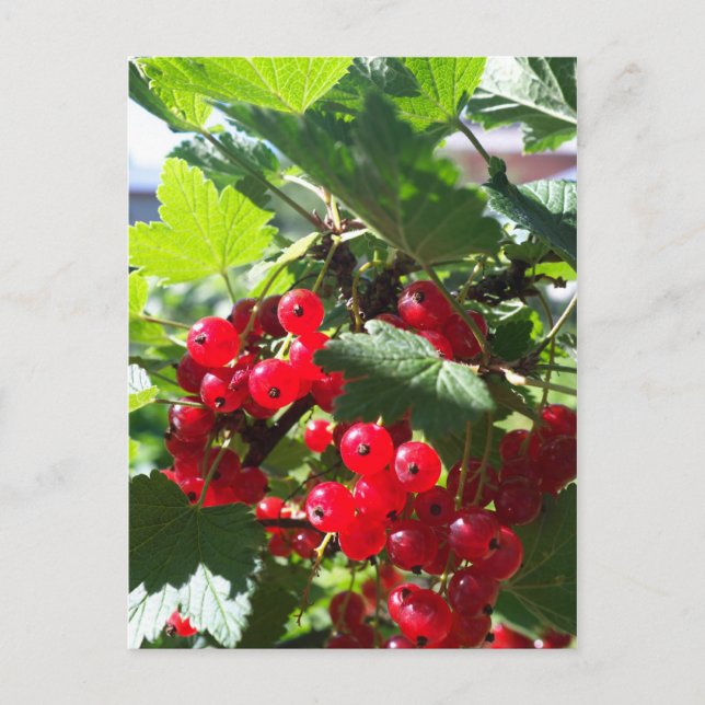 Carte Postale Cassis rouge (Devant)