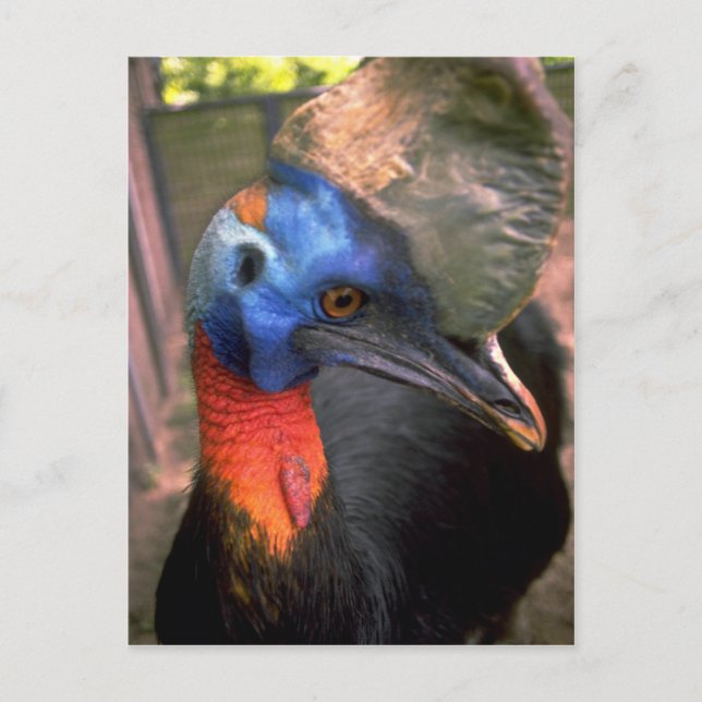 Carte Postale Cassowary (Devant)