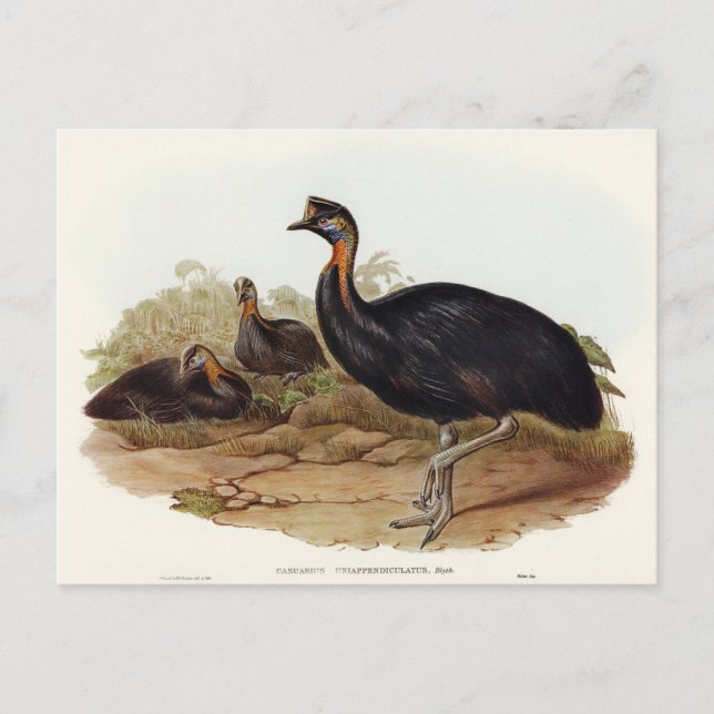 Carte Postale Cassowary monocaroné par Elizabeth Gould (Devant)