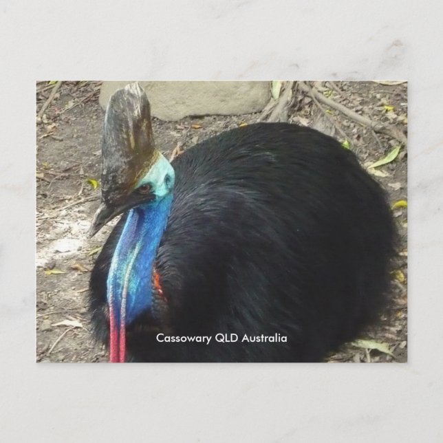 Carte Postale Cassowary QLD Australie (Devant)