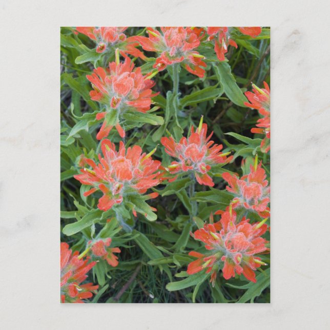 Carte Postale Castilleja des Indiens fleurs sauvages dans les Ma (Devant)