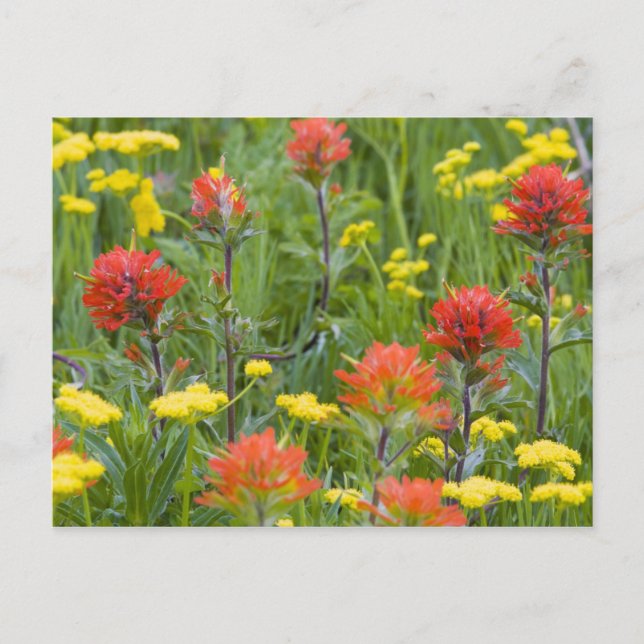 Carte Postale Castilleja et biscuitroot fleurs sauvages (Devant)