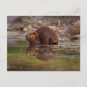 Carte Postale castor, Castor canadensis, fait quelques brasses d