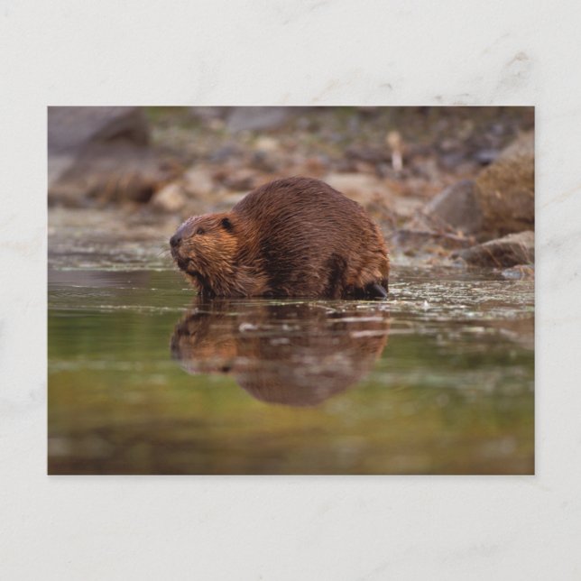 Carte Postale castor, Castor canadensis, va nager (Devant)