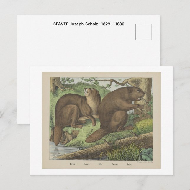 Carte Postale CASTOR  OURS Joseph Scholz, 1829 - 1880   (Devant / Derrière)
