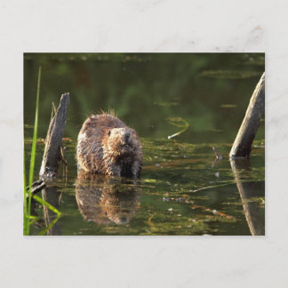 Carte Postale Castor souriant