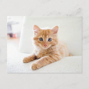 Carte Postale Cat