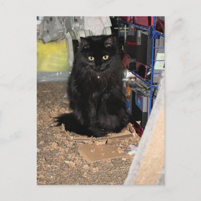 Carte Postale Cat (Devant)