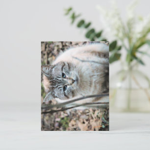 Carte Postale Cat