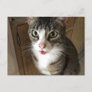 Carte Postale Cat