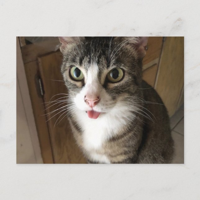 Carte Postale Cat (Devant)