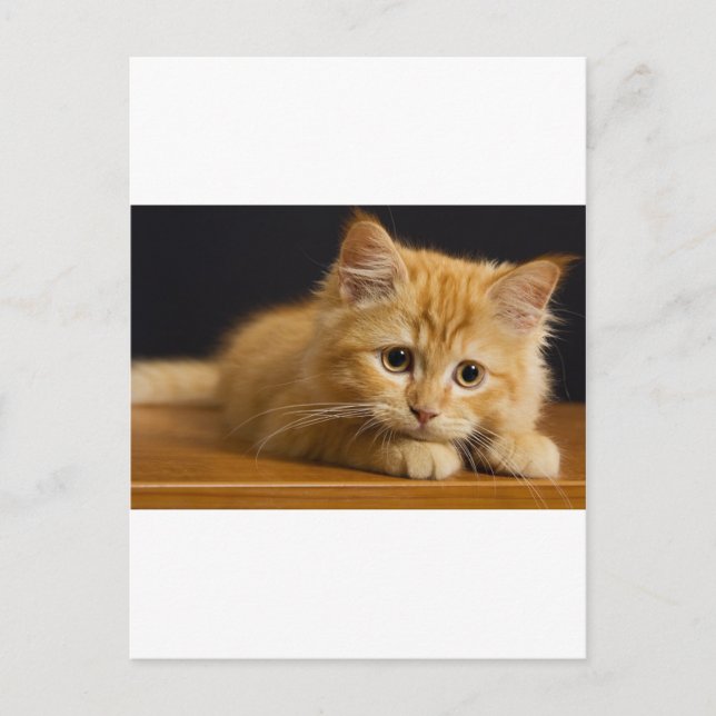 Carte Postale cat9.jpg (Devant)