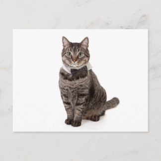 Carte Postale Cat à Tuxedo