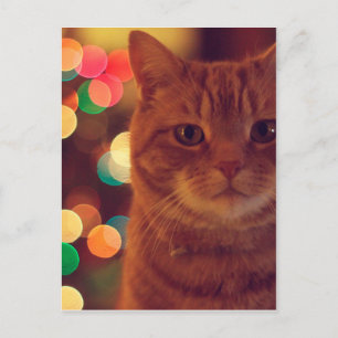 Carte Postale Cat and Christmas lights