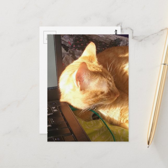 Carte Postale cat asleep on the job (Devant/Arrière en situation)