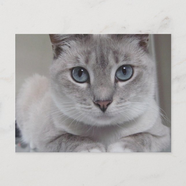 CARTE POSTALE CAT BURMILLA (Devant)