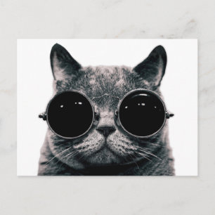 Carte Postale CAT cool.